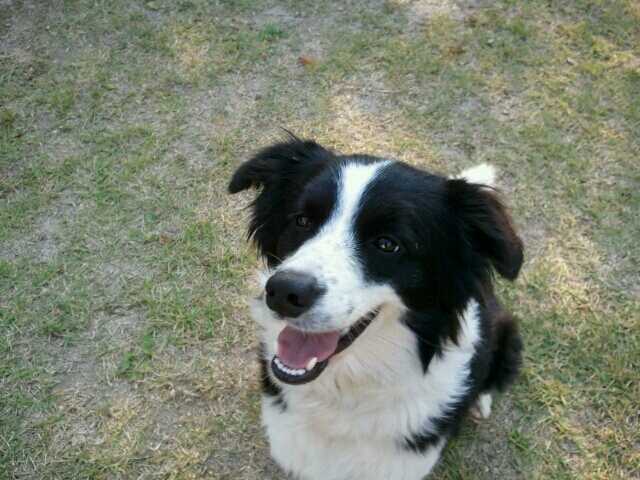 보더콜리 보호하고있습니다.(경기도 남양주시)