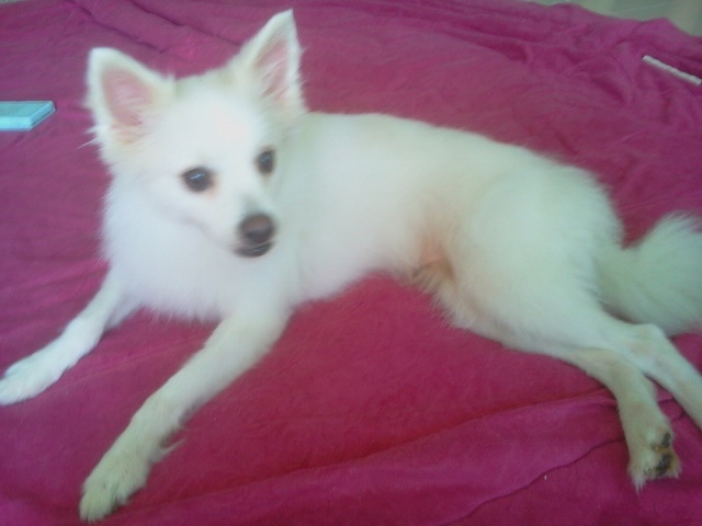 ★★★ 종암동 종암2차sk view아파트 근처서 스피츠남아 찾아요 ★★★