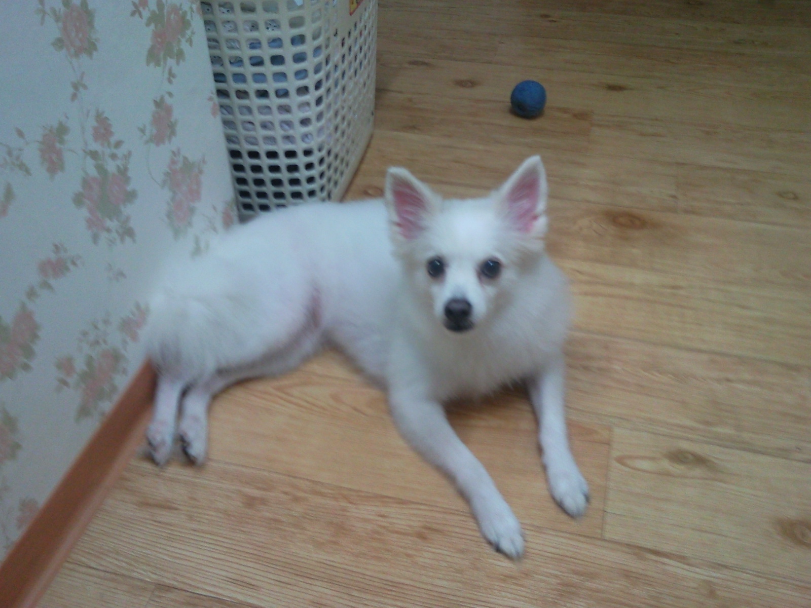 ★★★ 종암동 종암2차sk view아파트 근처서 스피츠남아 찾아요 ★★★