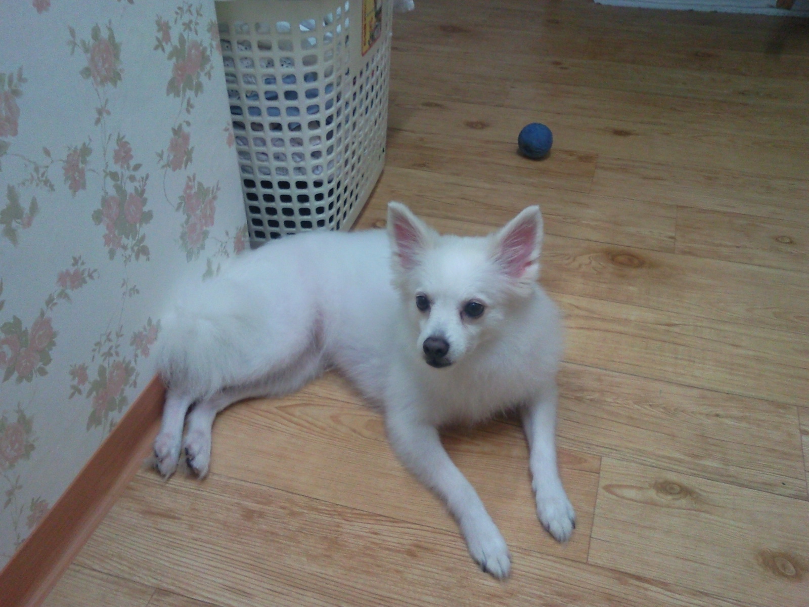 ★★★ 종암동 종암2차sk view아파트 근처서 스피츠남아 찾아요 ★★★