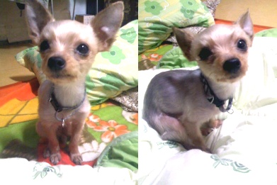 [서울 노원구]요크셔테리어/여/찾습니다