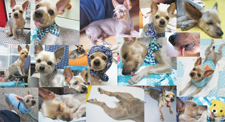 [대구] 사상충치료시급 요크셔테리어 남아 4kg 눈코왕방울 큰귀 혀네롱 움질일때헥헥헥큰소리 긴다리 고라니닮은 징가 