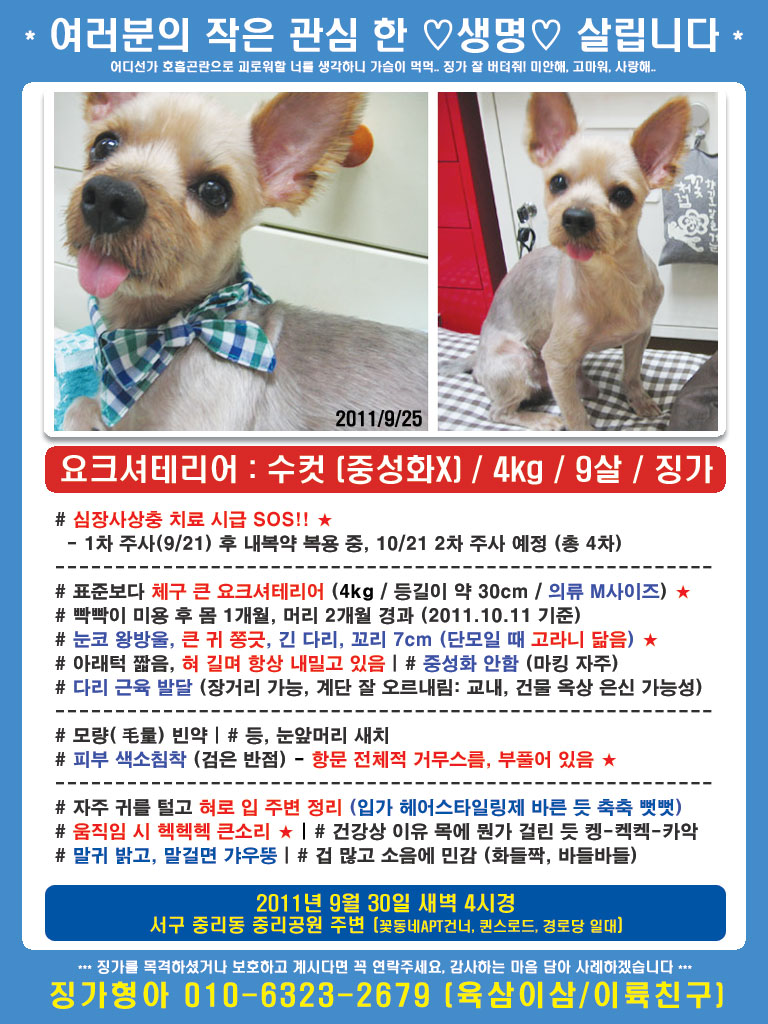 [대구] 사상충치료시급 요크셔테리어 남아 4kg 눈코왕방울 큰귀 혀네롱 움질일때헥헥헥큰소리 긴다리 고라니닮은 징가 