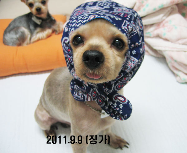 [대구] 사상충치료시급 요크셔테리어 남아 4kg 눈코왕방울 큰귀 혀네롱 움질일때헥헥헥큰소리 긴다리 고라니닮은 징가 