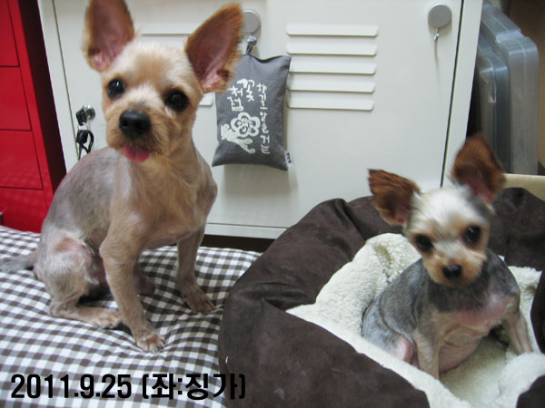 [대구] 사상충치료시급 요크셔테리어 남아 4kg 눈코왕방울 큰귀 혀네롱 움질일때헥헥헥큰소리 긴다리 고라니닮은 징가 