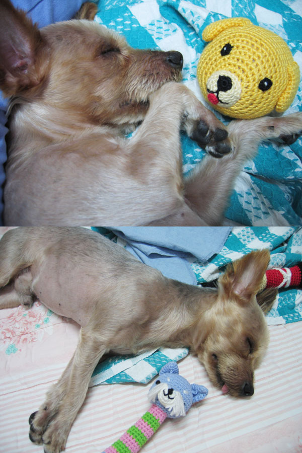 [대구] 사상충치료시급 요크셔테리어 남아 4kg 눈코왕방울 큰귀 혀네롱 움질일때헥헥헥큰소리 긴다리 고라니닮은 징가 