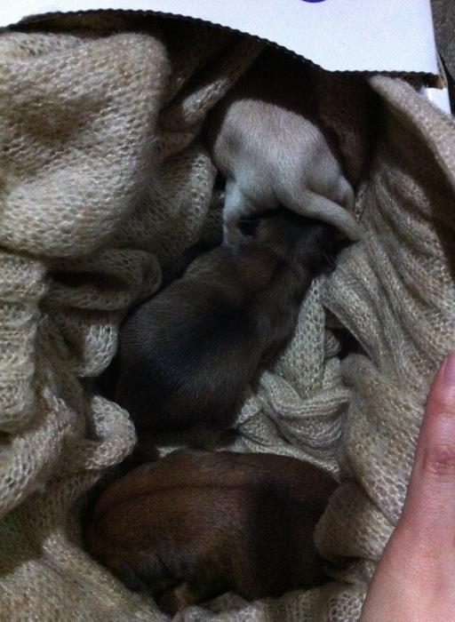 갓태어난 새끼강아지가 버려졌습니다.