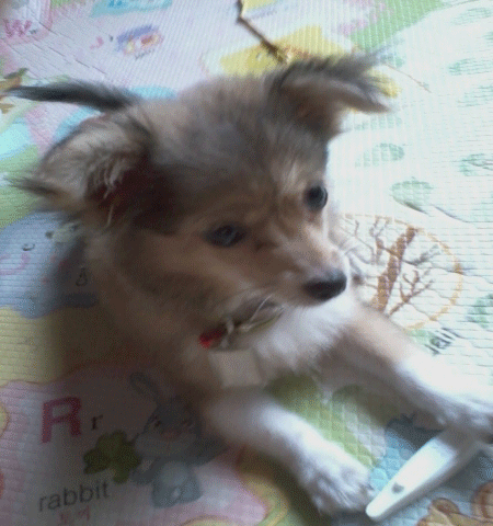 과천시부근에서잃어버린강아지찾습니다