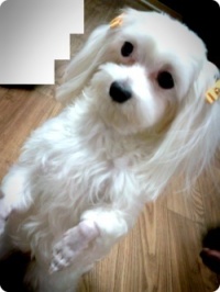 인천 서구 석남동 거북시장근처 말티즈 여아 찾습니다.