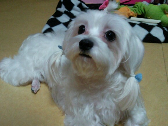 인천 서구 석남동 거북시장근처 말티즈 여아 찾습니다.