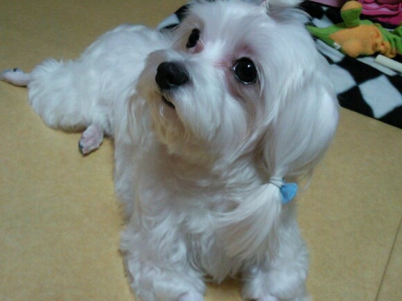 인천 서구 석남동 거북시장근처 말티즈 여아 찾습니다.