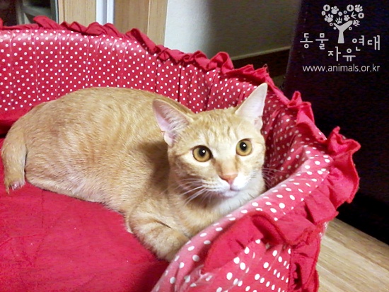 [D11-111관외] 꼬리가 잘린 채 길에서 구조된 로미