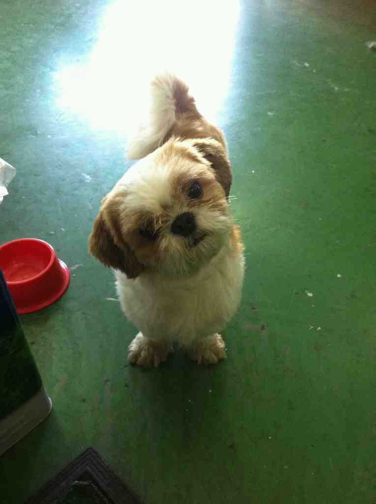 인천 남동구 구월동에서 시츄(남자)를 보호하고있습니다.