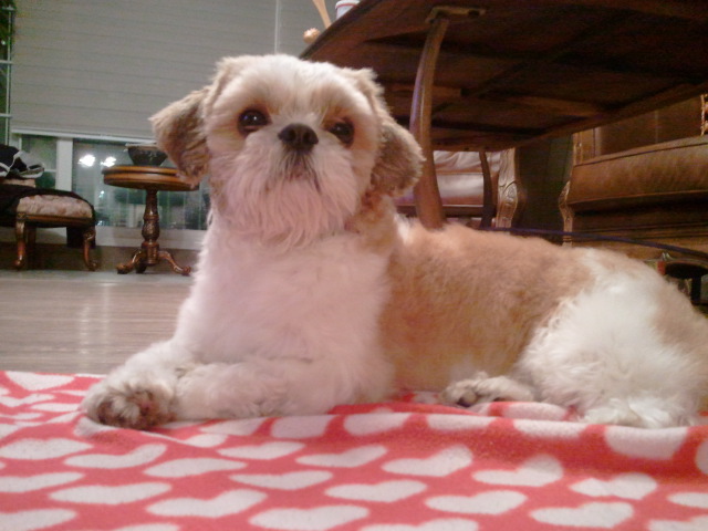 인천 남동구 구월동에서 시츄(남자)를 보호하고있습니다.