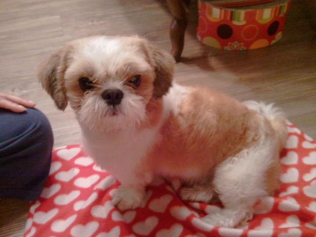 인천 남동구 구월동에서 시츄(남자)를 보호하고있습니다.