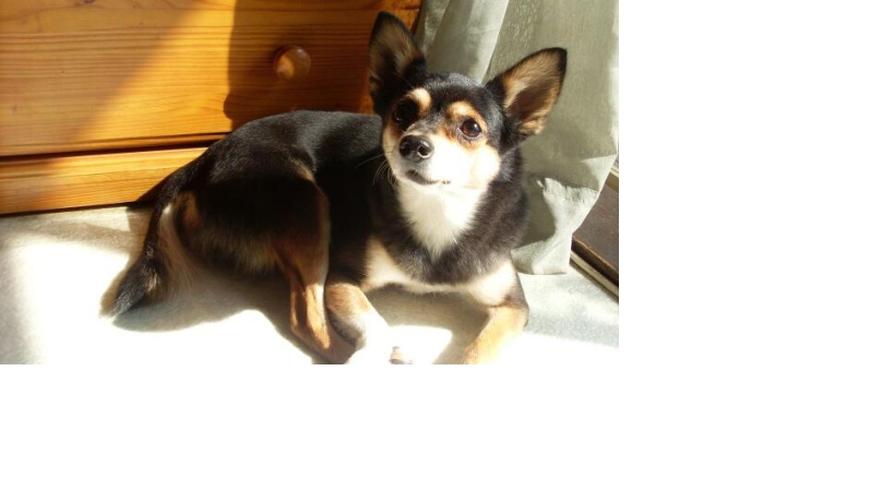 서울영등포당산동 15세 미니핀 암컷 찾아요 (사례금有)