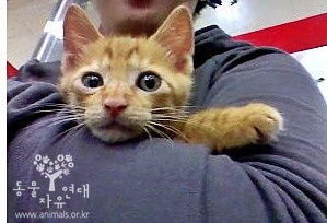 [D11-114관외] 차 밑에서 숨어지내던 유기묘 루이