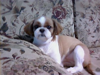 <아롱이를 간절히 찾습니다>용인 수지구 성복동 제발 도와주세요!