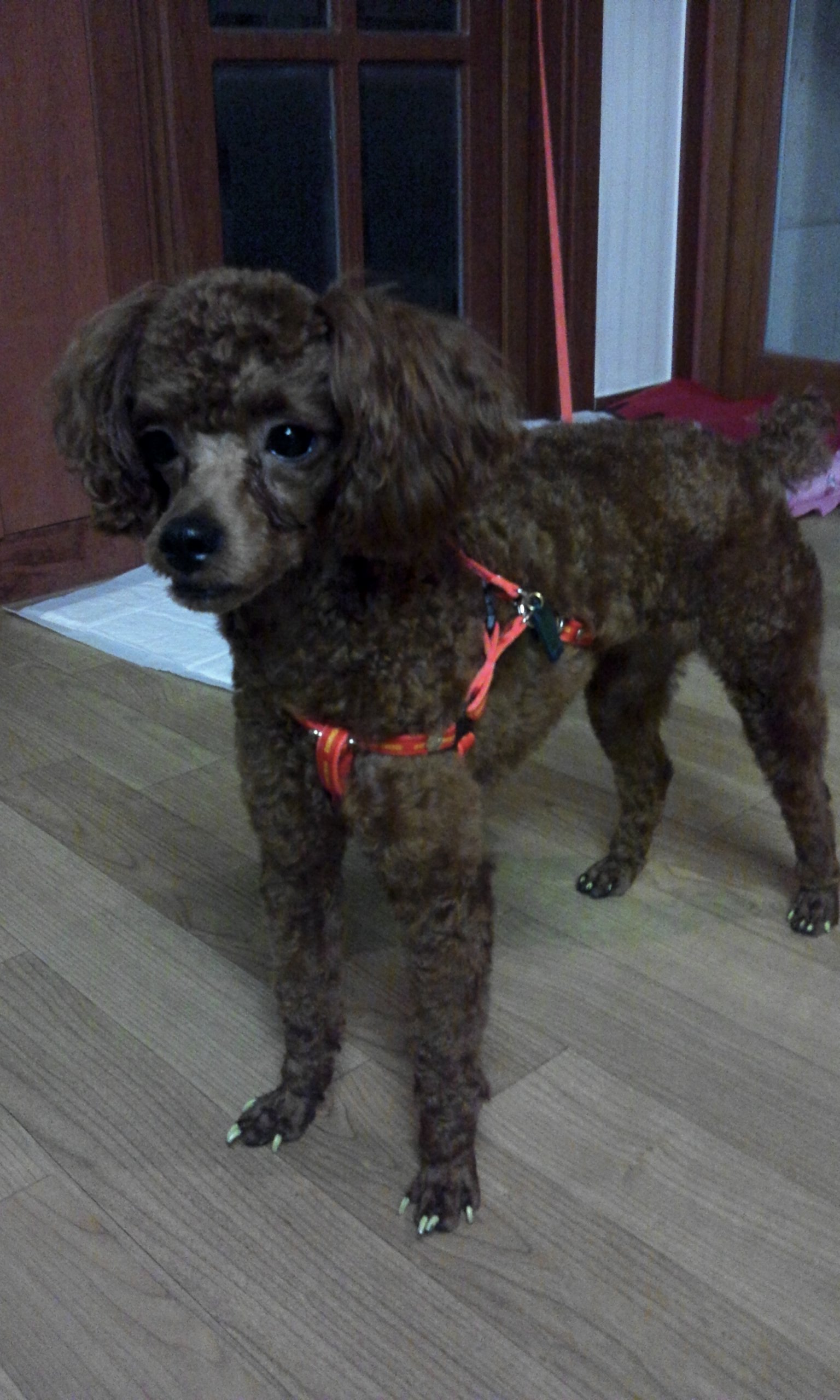 수원시매탄동삼성병원뒤에서갈색애프리푸들남아잃어버린분ㅠ