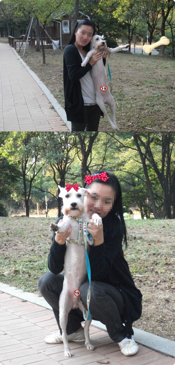 안산 상록구/흰색 슈나우져 찾습니다