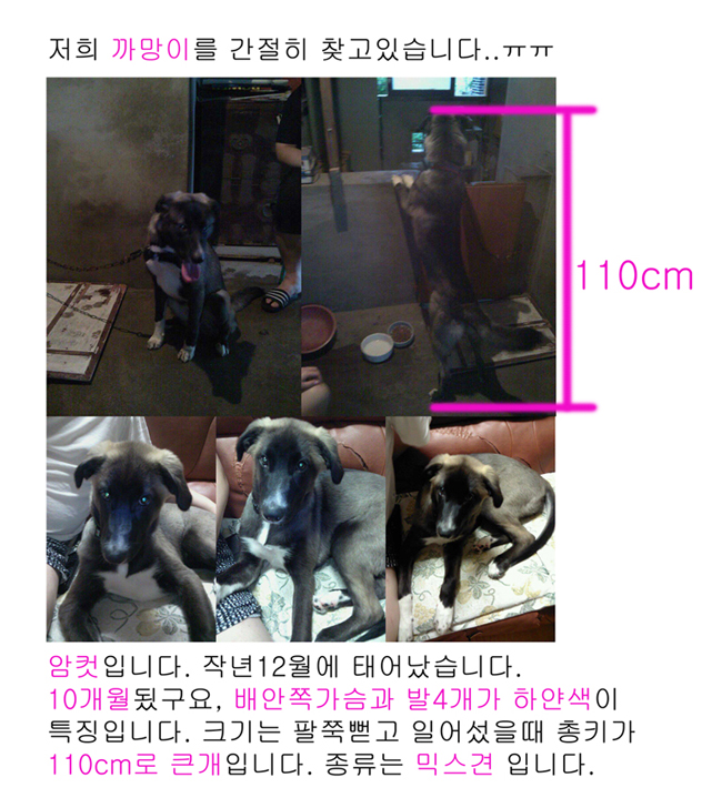 충청북도 음성군 금왕읍 무극리 에서 분실됬어요 지역 상관없어요..