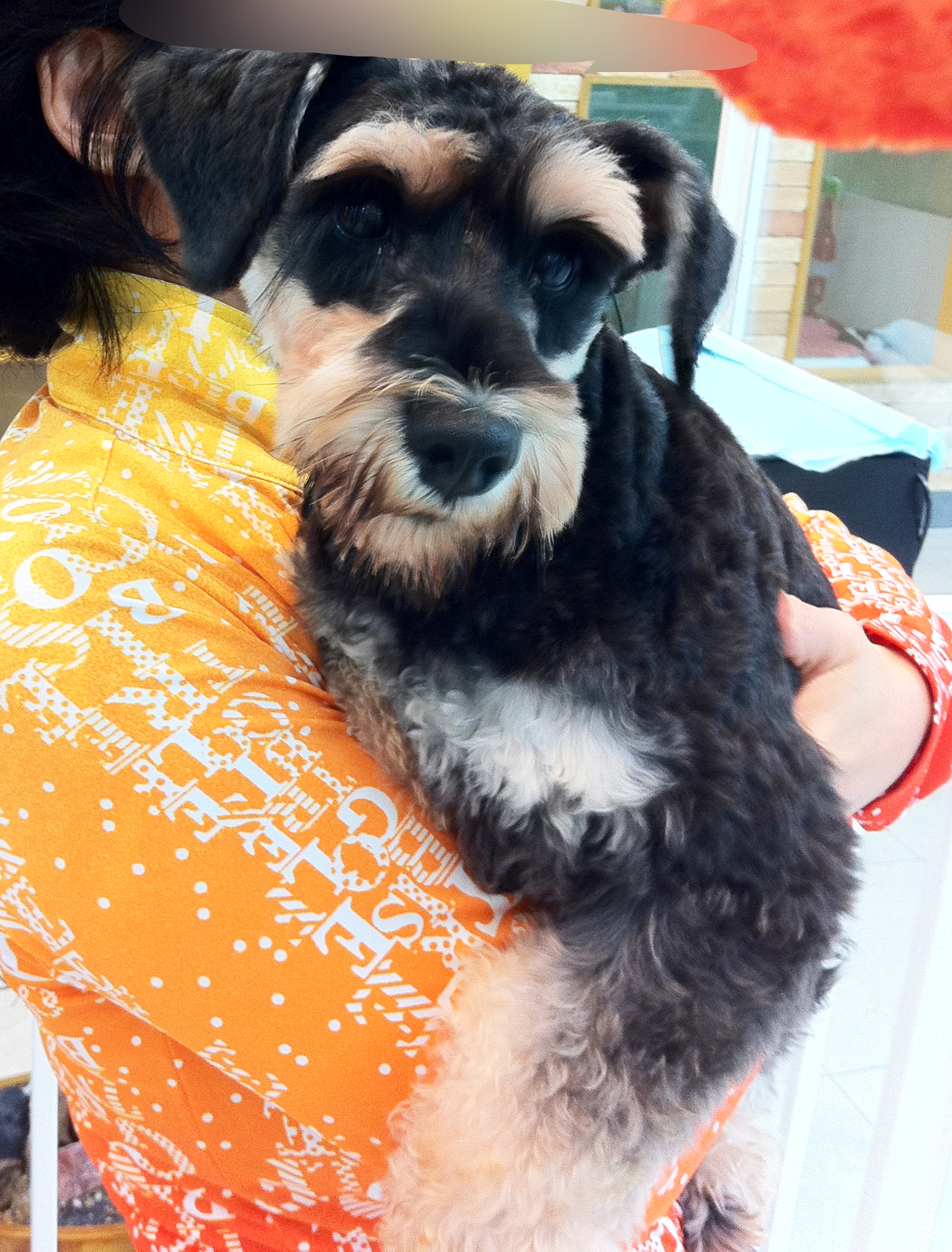 서울 영등포구 부근 슈나우저 여아 분실하신 분...