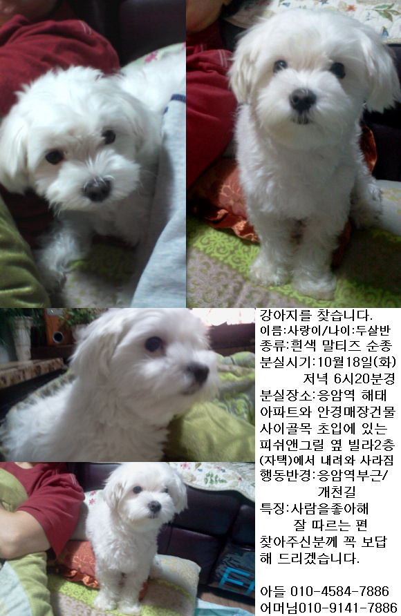 서울 은평구 응암동(응암역) 흰색 말티즈를 찾습니다. 10/18일분실