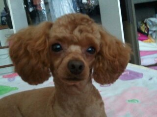 (사례금100만원)전라남도 목포시 갈색 푸들 애타게 찾아요