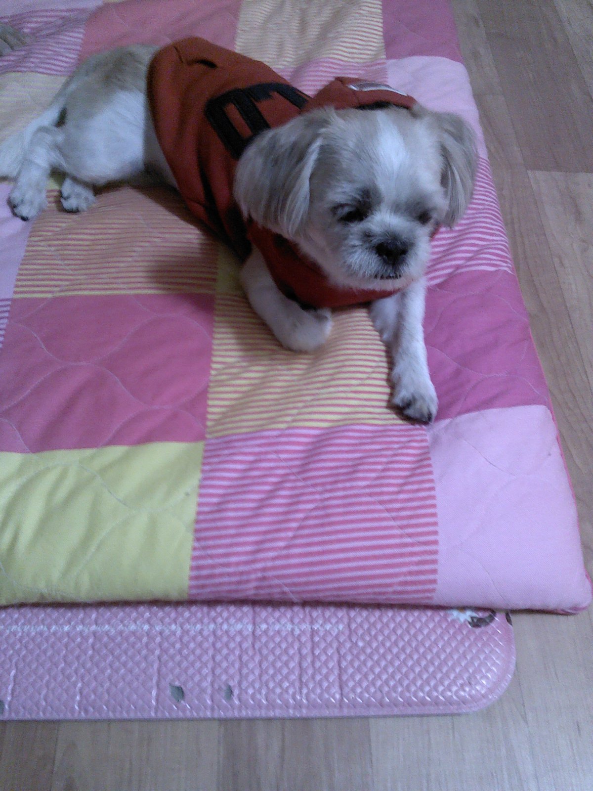 양주시 마전동에서 잃어버린 둥이를 찾습니다ㅠㅠ