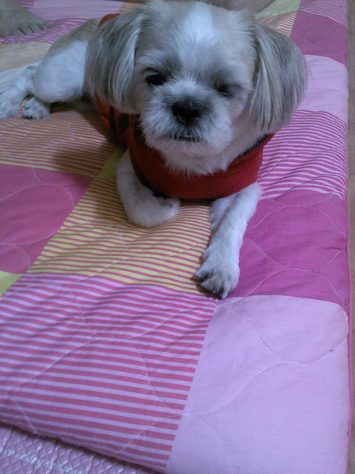 양주시 마전동에서 잃어버린 둥이를 찾습니다ㅠㅠ