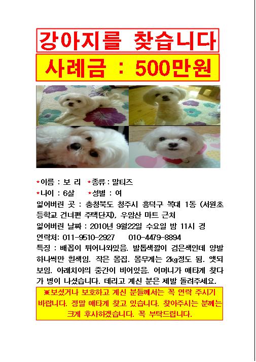 말티여아애타게찾아요