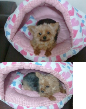 서울은평구불광동에서 실종된 우리양순이좀 찾아주세여