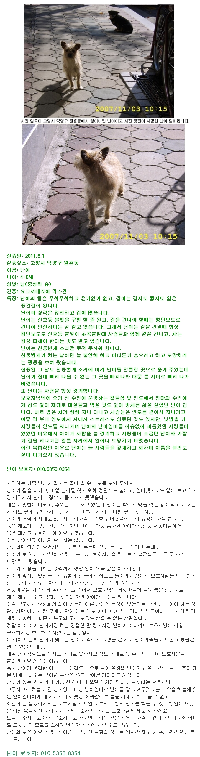 고양시 덕양구 원흥동에서 실종된 요키믹스견 난이를 찾고 있습니다!