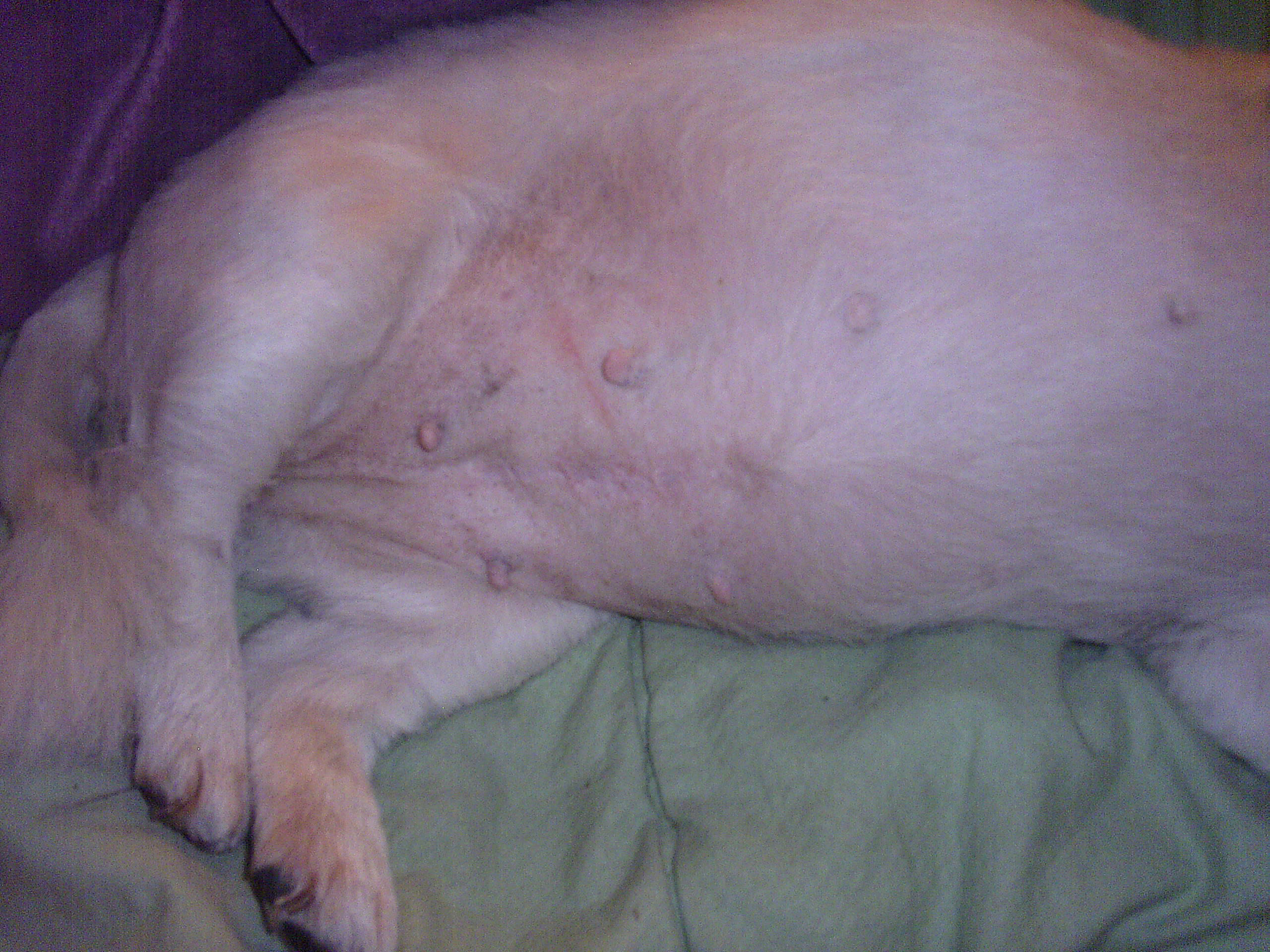 [서울 성북-강북 북서울꿈의숲 근처서 23일 새벽 12시경 실종] 나이많고 아픈아이라고 먼저 포기 하지말아주세요..