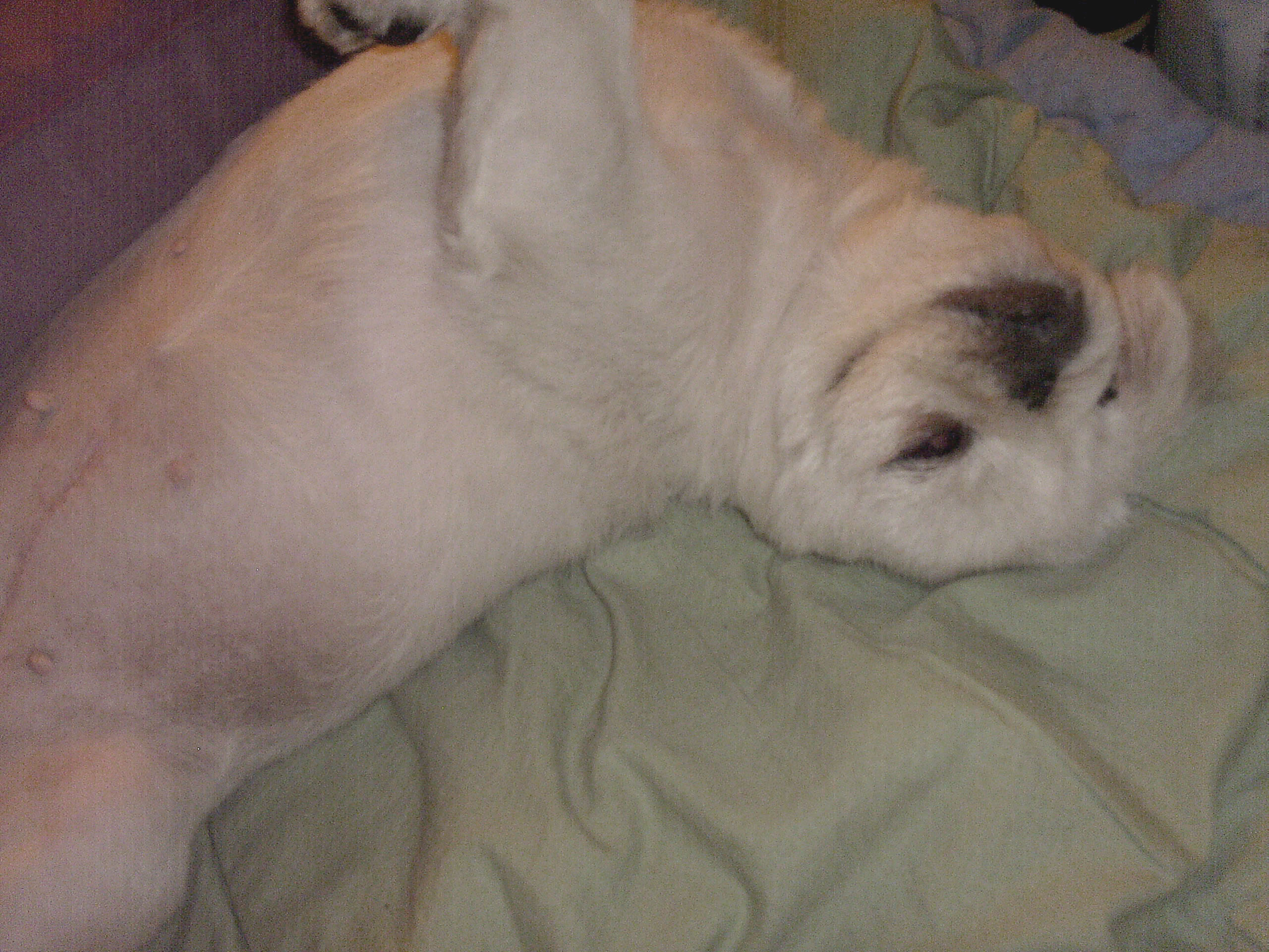 [서울 성북-강북 북서울꿈의숲 근처서 23일 새벽 12시경 실종] 나이많고 아픈아이라고 먼저 포기 하지말아주세요..