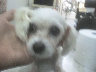 송파-올림픽공원부근서 10/22-말티즈여아(5~7세) 발견