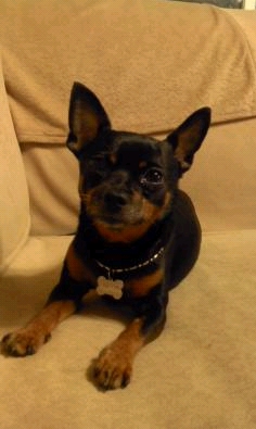 시흥시 정왕동 미니핀 찾습니다.