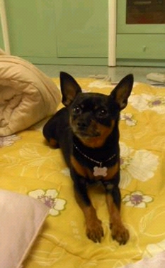 시흥시 정왕동 미니핀 찾습니다.