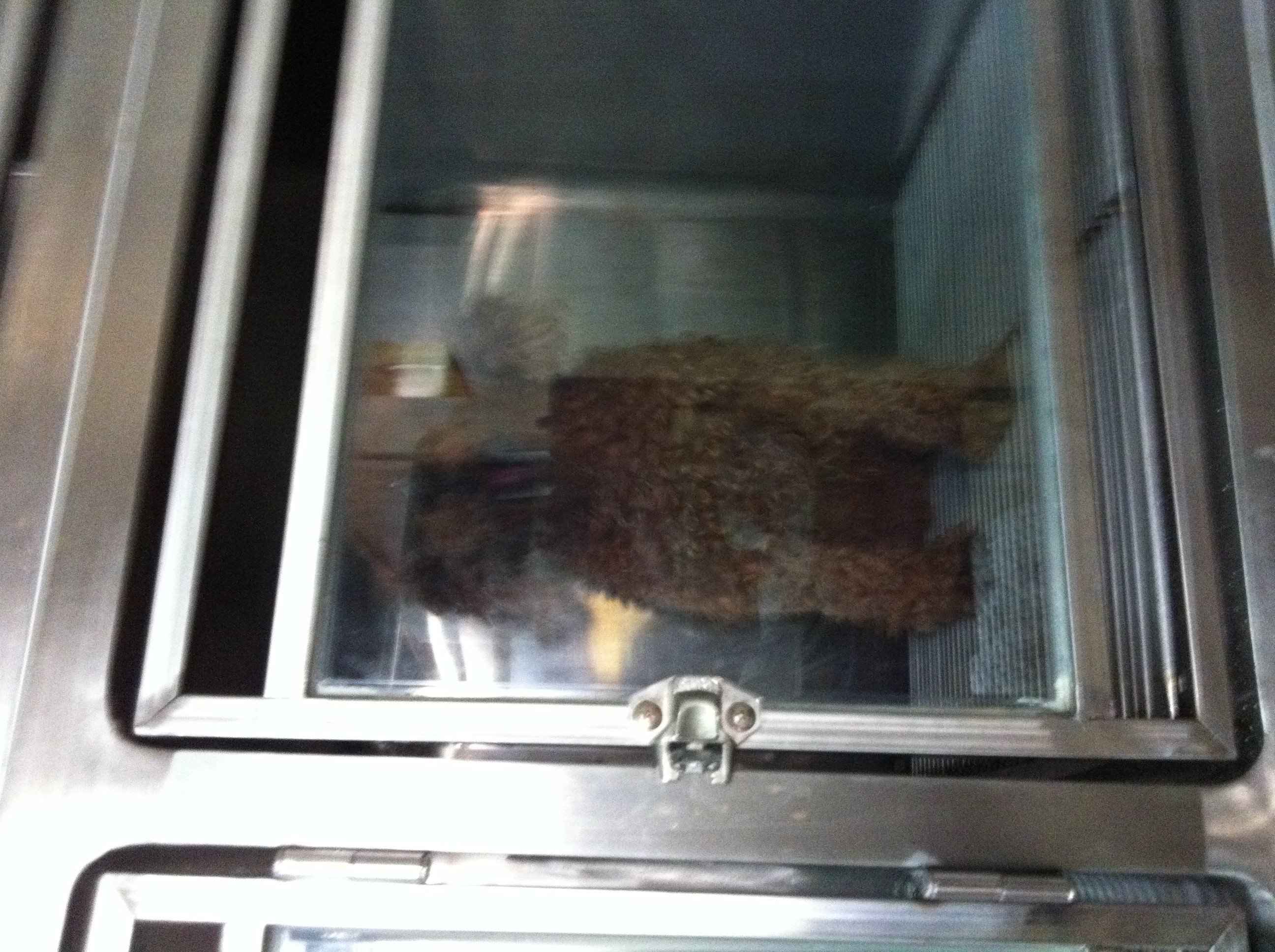 서울 강북구 미아동/성북구 월곡동 부근에서 갈색푸들 잃어버리신 분