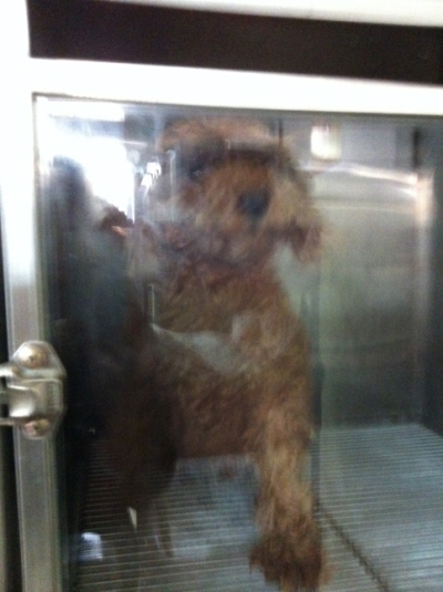 서울 강북구 미아동/성북구 월곡동 부근에서 갈색푸들 잃어버리신 분