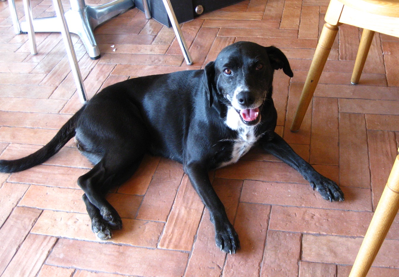 성동구에서 마지막으로 목격 까미 집으로 돌아오게 해주세요. 