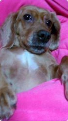 갈색 코카 여아 찾아요