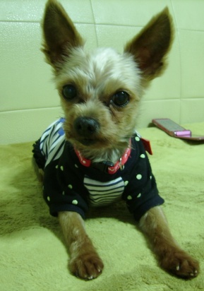 인천 연수구 요크셔테리어를 찾습니다