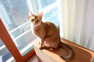 돈암동 아비시니안 쏘렐 여아 제발 찾아주세요