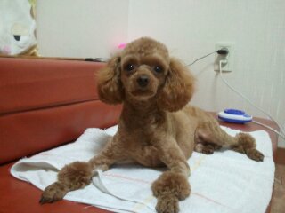 전라남도 목포시 갈색푸들 쫑이 애타게 찾아요(사례금100만원)