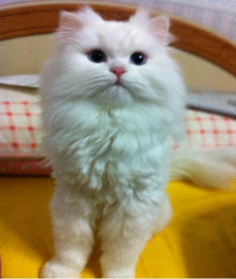 충북 청주시 분홍줄단 흰색고양이찾아요