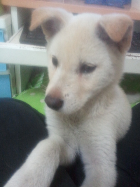 울산 학성동 가구거리에서 아가백구발견하여 보호중입니다
