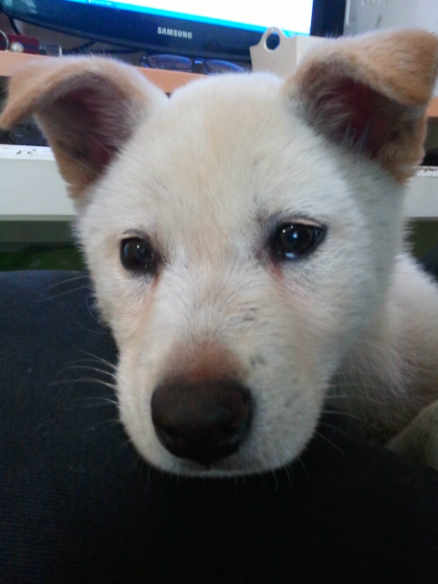 울산 학성동 가구거리에서 아가백구발견하여 보호중입니다