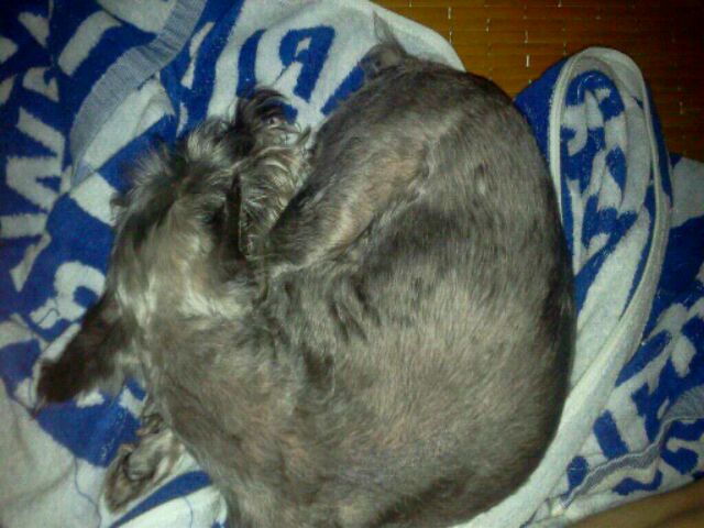 14살 슈나우져 나나를 찾습니다.