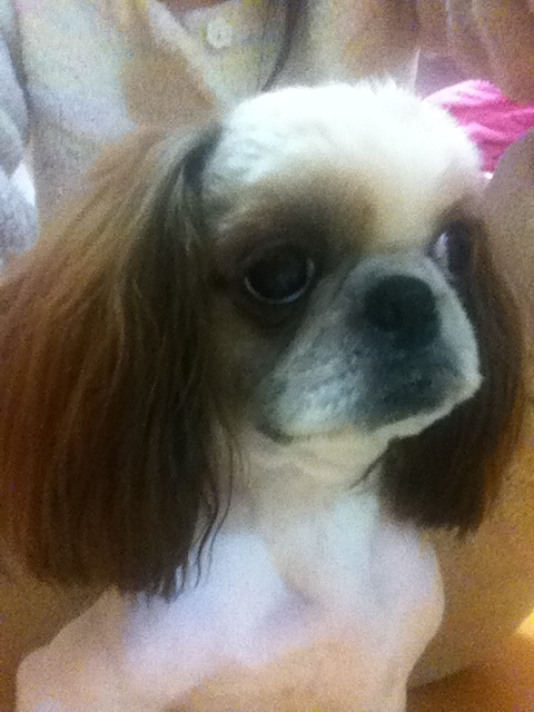 시츄 보호하고 있습니다. 주인 좀 찾아 주세요. 